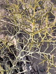 Hawaiian Ti Plant (Bredemeyera)