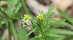 Ranunculus abortivus
