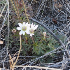 Anemone tuberosa