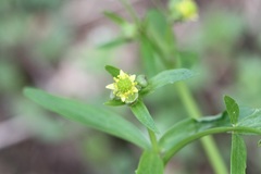 Ranunculus abortivus