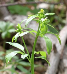 Ranunculus abortivus
