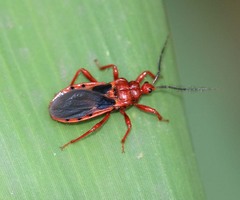 Ectrychotes comottoi