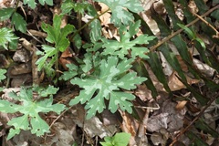 Hydrophyllum