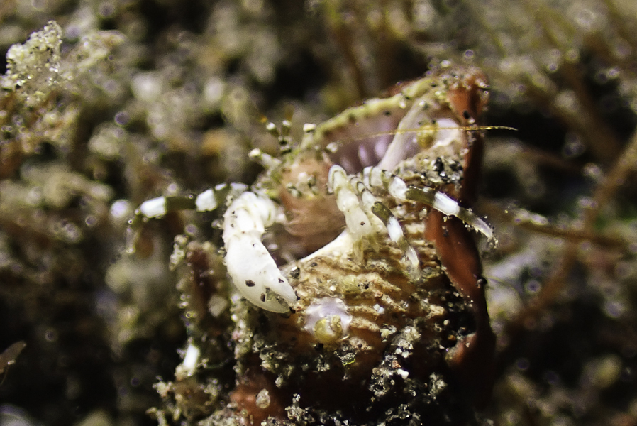 Pagurixus vicinus
