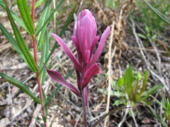 Castilleja raupii