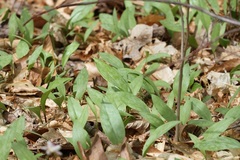 Erythronium americanum