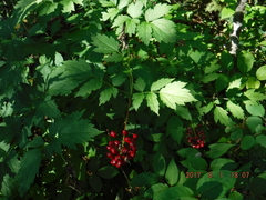 Actaea rubra rubra