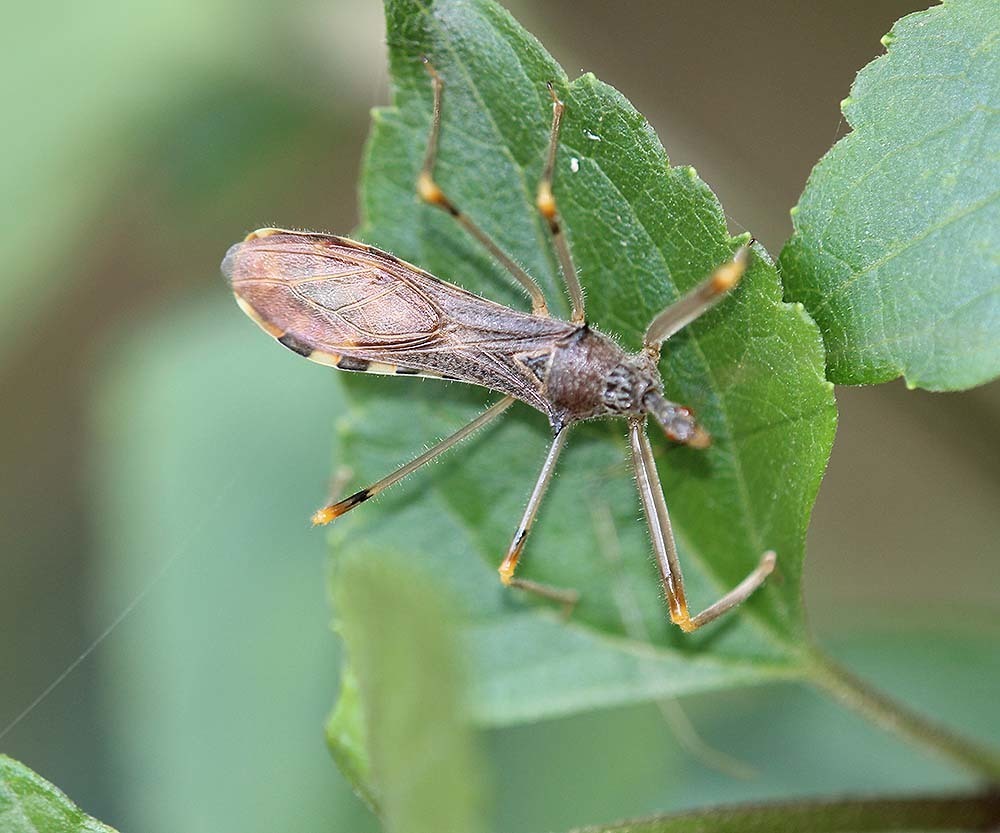 Endochus campbelli