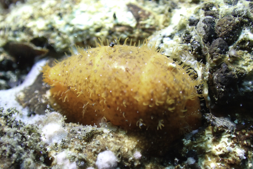 Cypraea lutea observed 2023-08-23