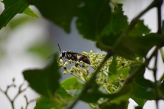 Sphex melanopus