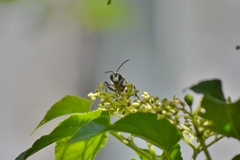 Sphex melanopus
