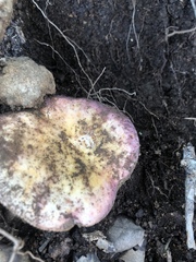 Russula bicolor