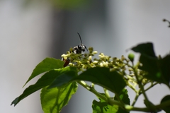 Sphex melanopus