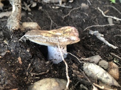 Russula bicolor