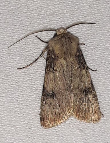 Agrotis puta