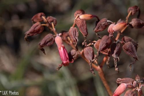 Kalanchoe gastonis-bonnieri