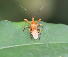 Sphedanolestes xiongi