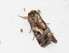 Spodoptera umbraculata