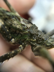 Pristonotus tuberosus