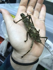 Pristonotus tuberosus