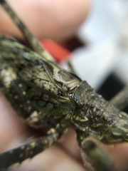 Pristonotus tuberosus