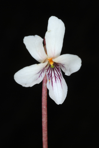 sweet white violet — photo 1