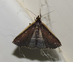 Adrapsa ablualis