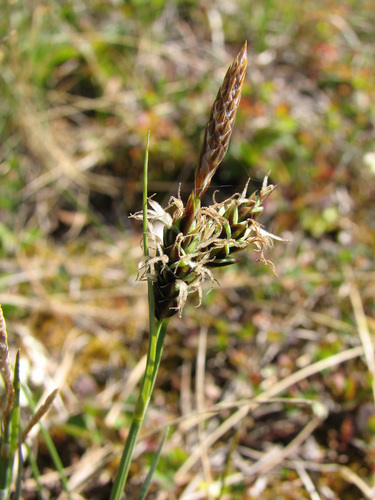 Carex subspathacea iNat (1)