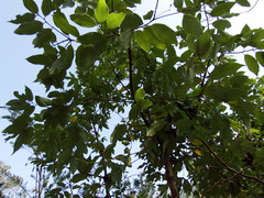 Cinnamomum osmophloeum