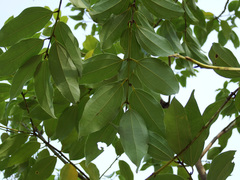 Cinnamomum osmophloeum