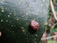 Aegista