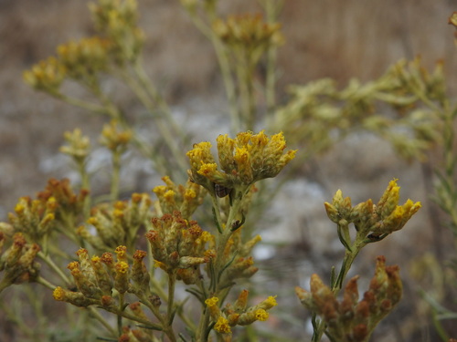 Helichrysum serotinum, photograph 1