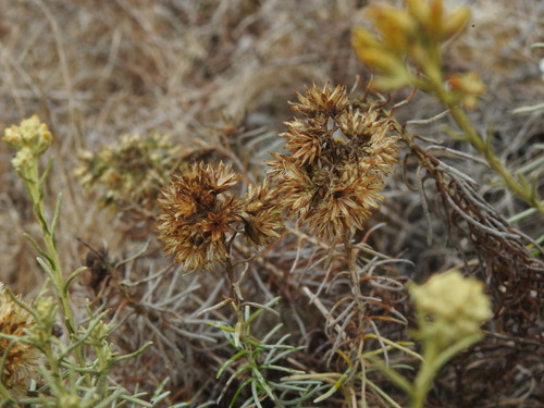 Helichrysum serotinum, photograph 2