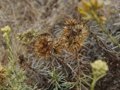 Helichrysum serotinum, photograph Duarte Frade, CC BY, iNaturalist via GBIF
