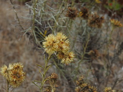 Helichrysum serotinum, photograph Duarte Frade, CC BY, iNaturalist via GBIF