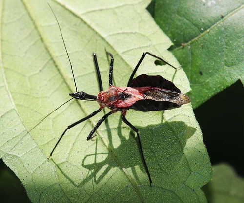 Sycanus falleni · iNaturalist