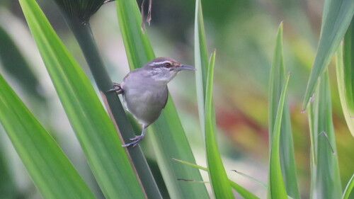 Canebrake Wren (Cantorchilus zeledoni), photo 9