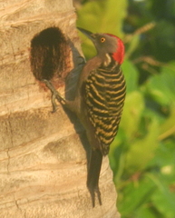 Melanerpes striatus