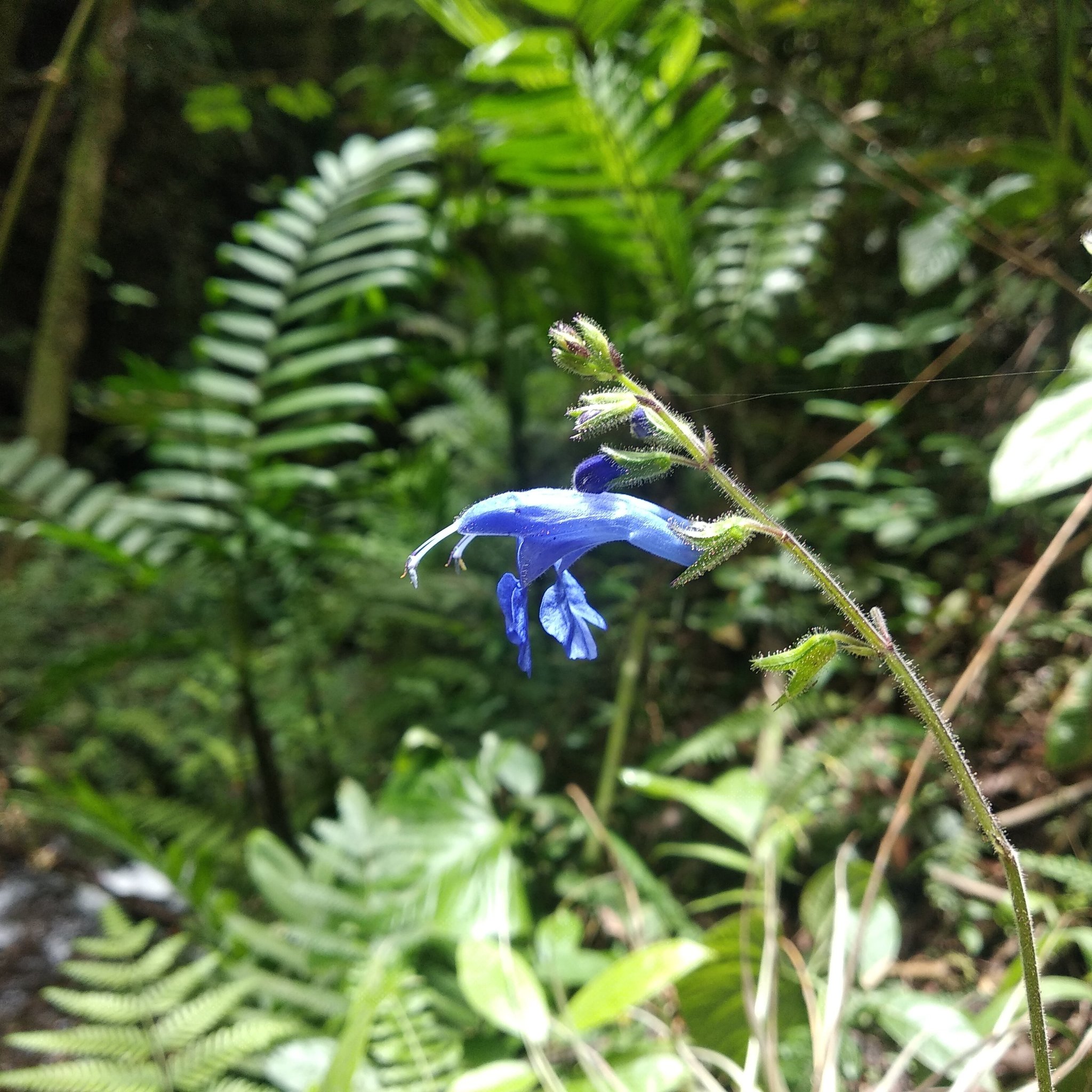 Salvia macrophylla image