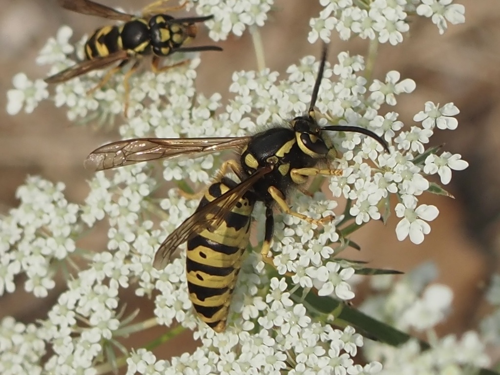 Prairie Yellowjacket