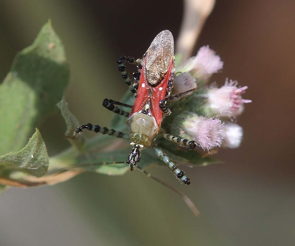 Velinus annulatus