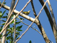 Euphonia