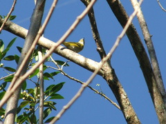 Euphonia