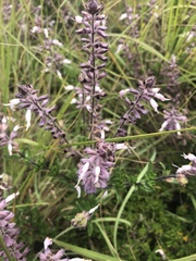 Syncolostemon albiflorus
