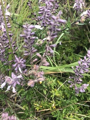 Syncolostemon albiflorus