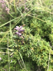 Syncolostemon albiflorus