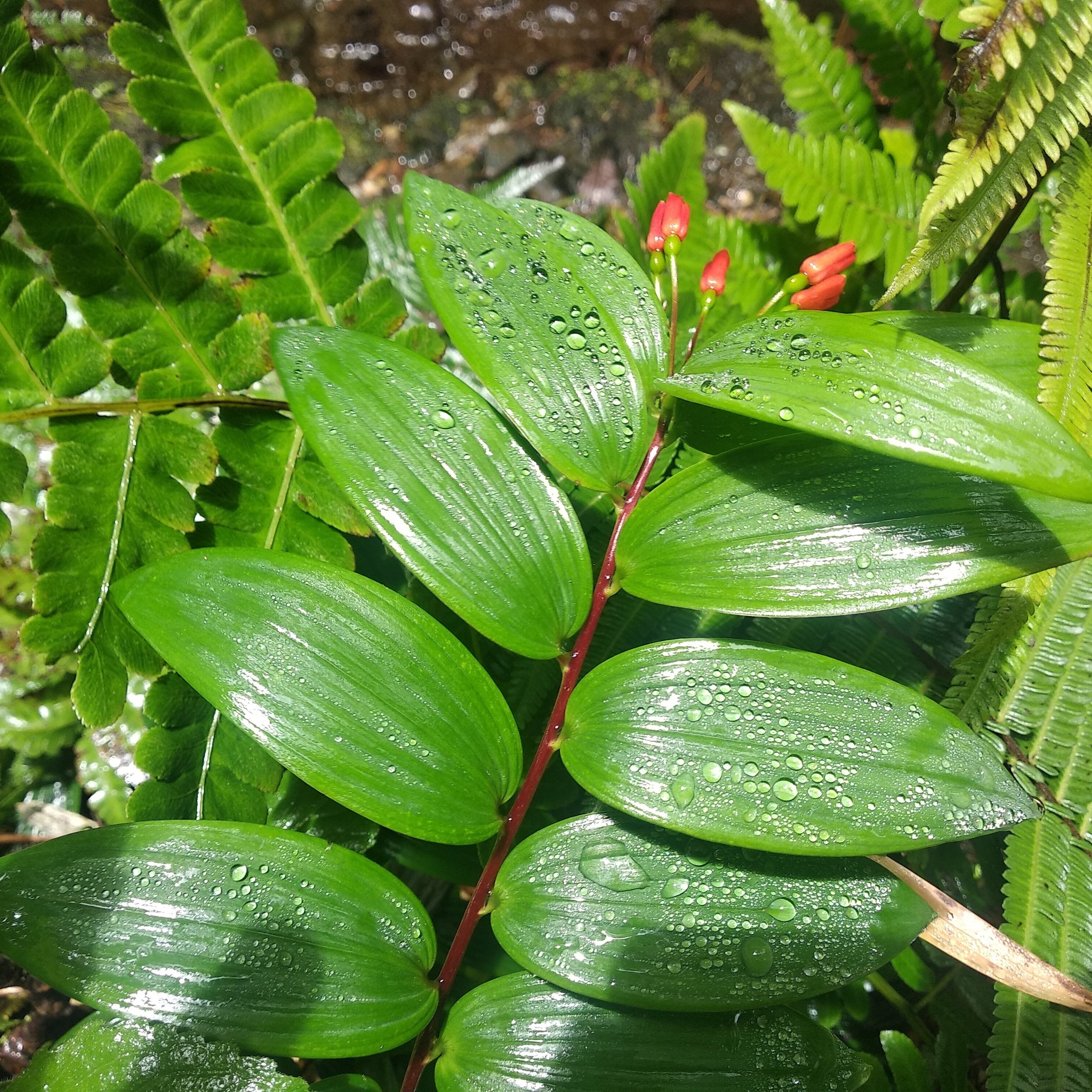 Bomarea distichifolia image