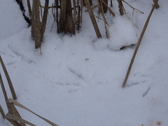 Botaurus lentiginosus