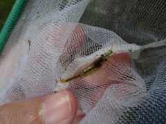 Caridina cantonensis