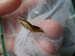 Caridina cantonensis